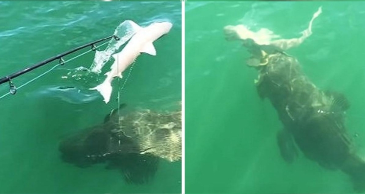 Atemberaubendes Video zeigt gigantisches  Seeungeheuer , das einen Hai mit einem einzigen Schluck verschlingt